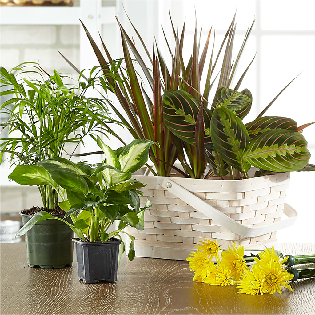 Florist Designed Blooming and Green Plants in a Basket – Garlington Florist, New Bedford MA
