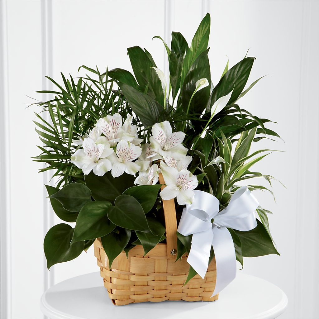 Peace & Serenity Dishgarden – Garlington Florist, New Bedford MA