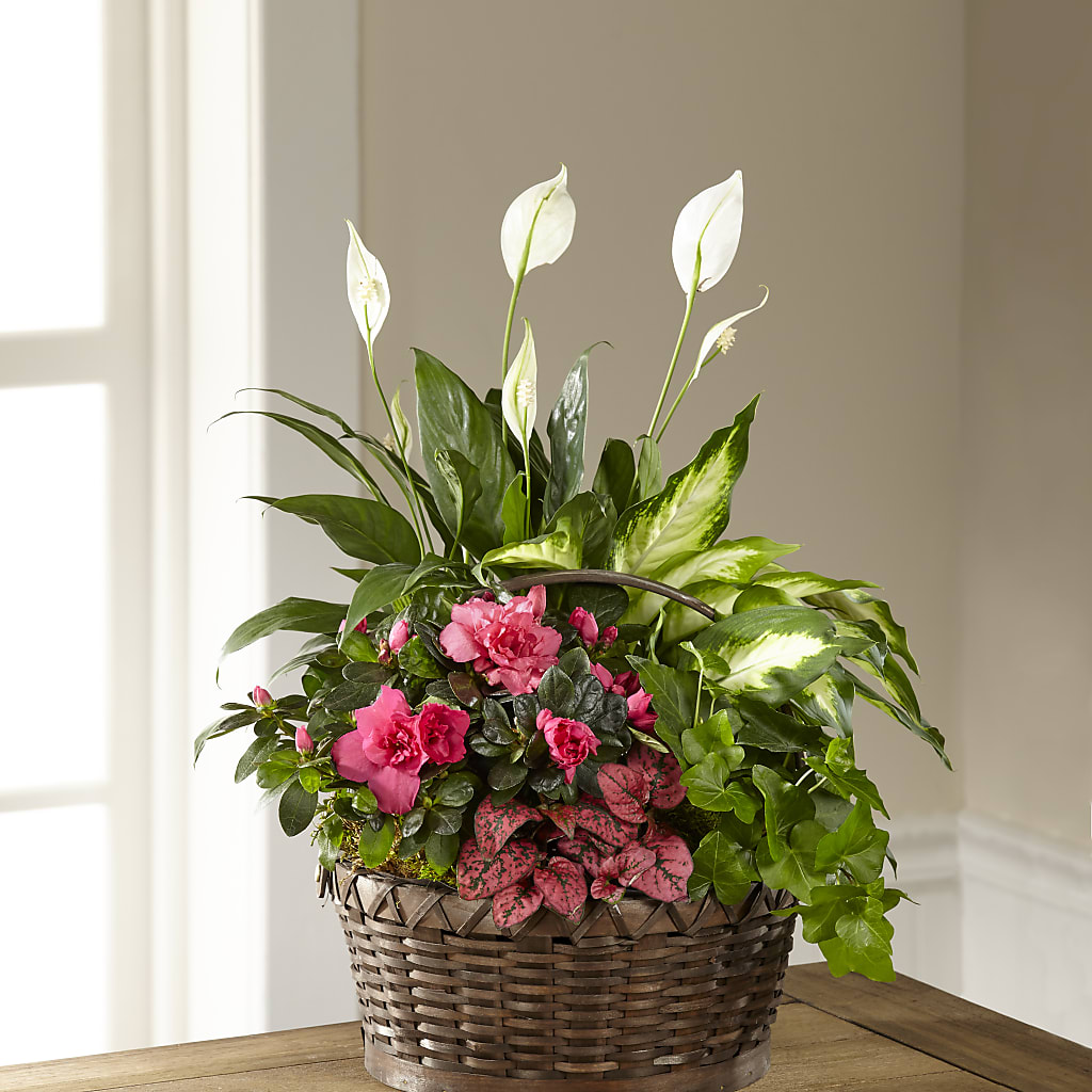 Dream in Pink Dishgarden – Garlington Florist, New Bedford MA