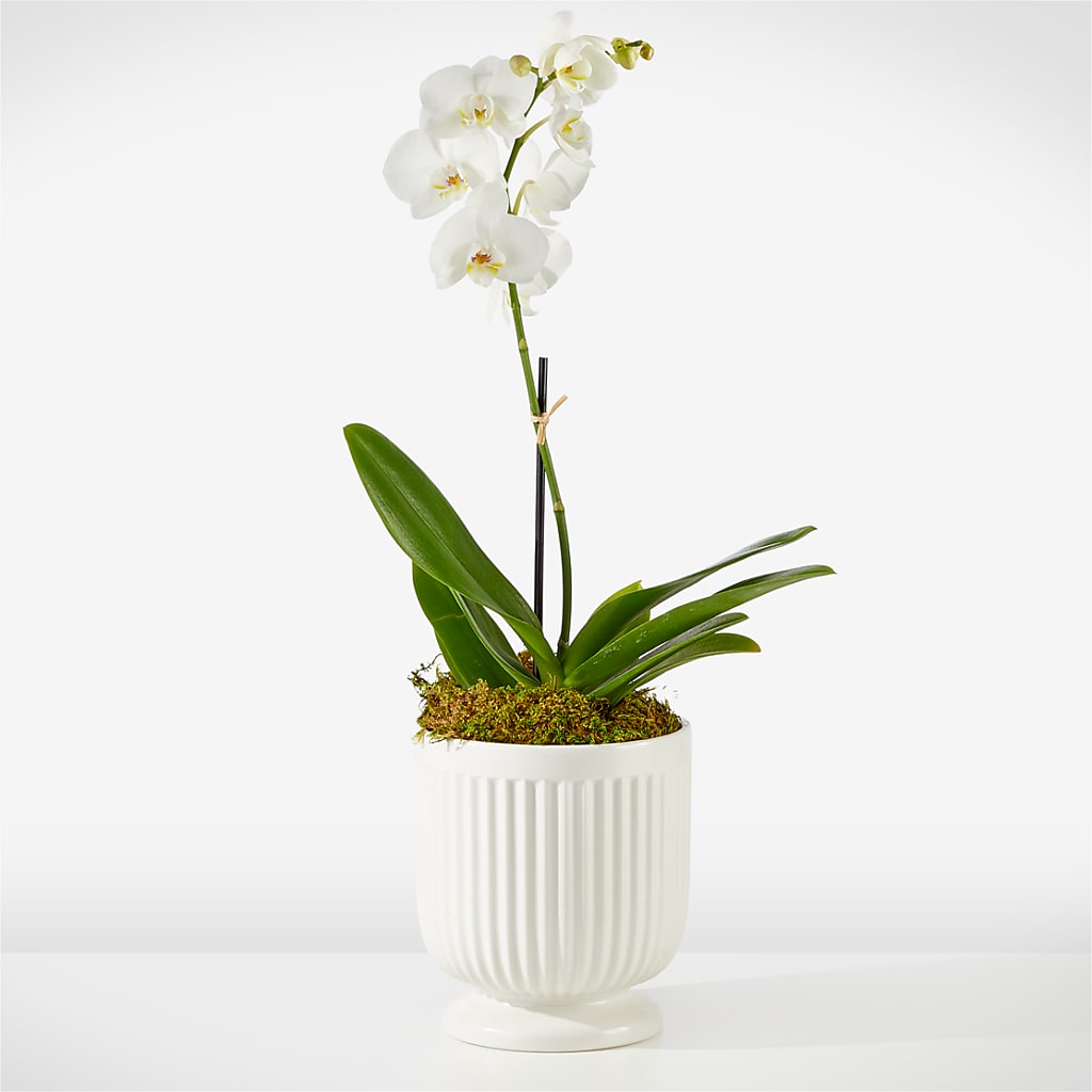 Whispering White Orchid – Garlington Florist, New Bedford MA