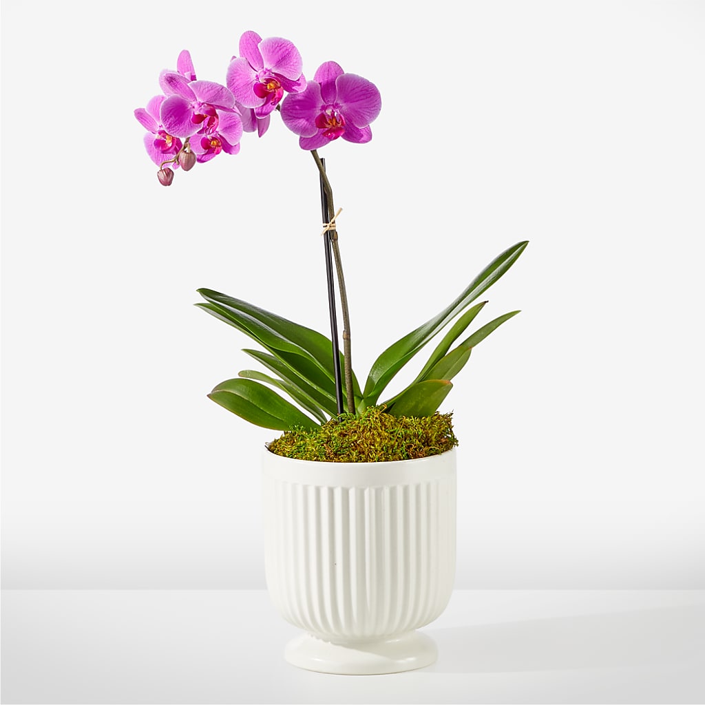 Friendly Fuchsia Orchid – Garlington Florist, New Bedford MA