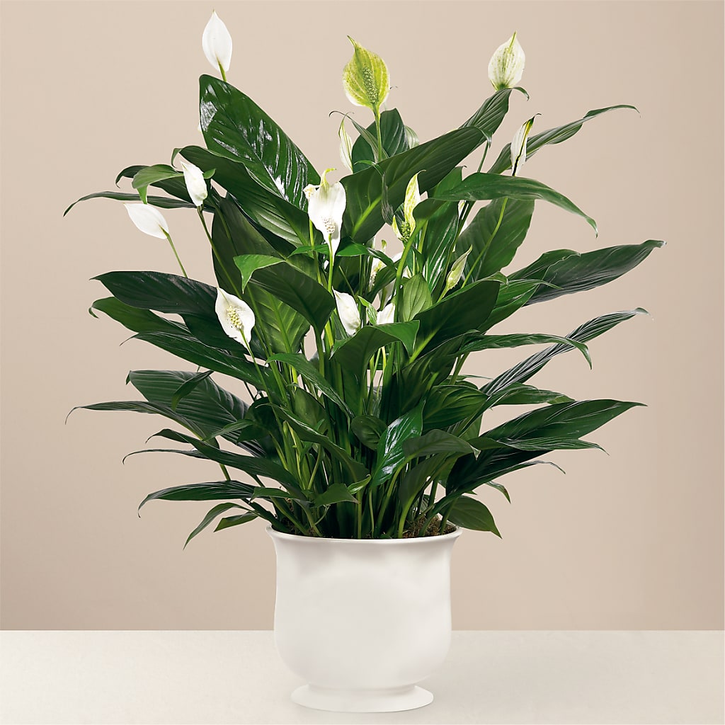 Comfort Planter – Garlington Florist, New Bedford MA