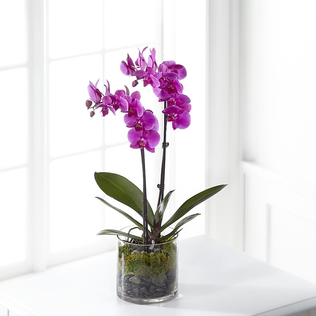 Pink Orchid Plant – Garlington Florist, New Bedford MA