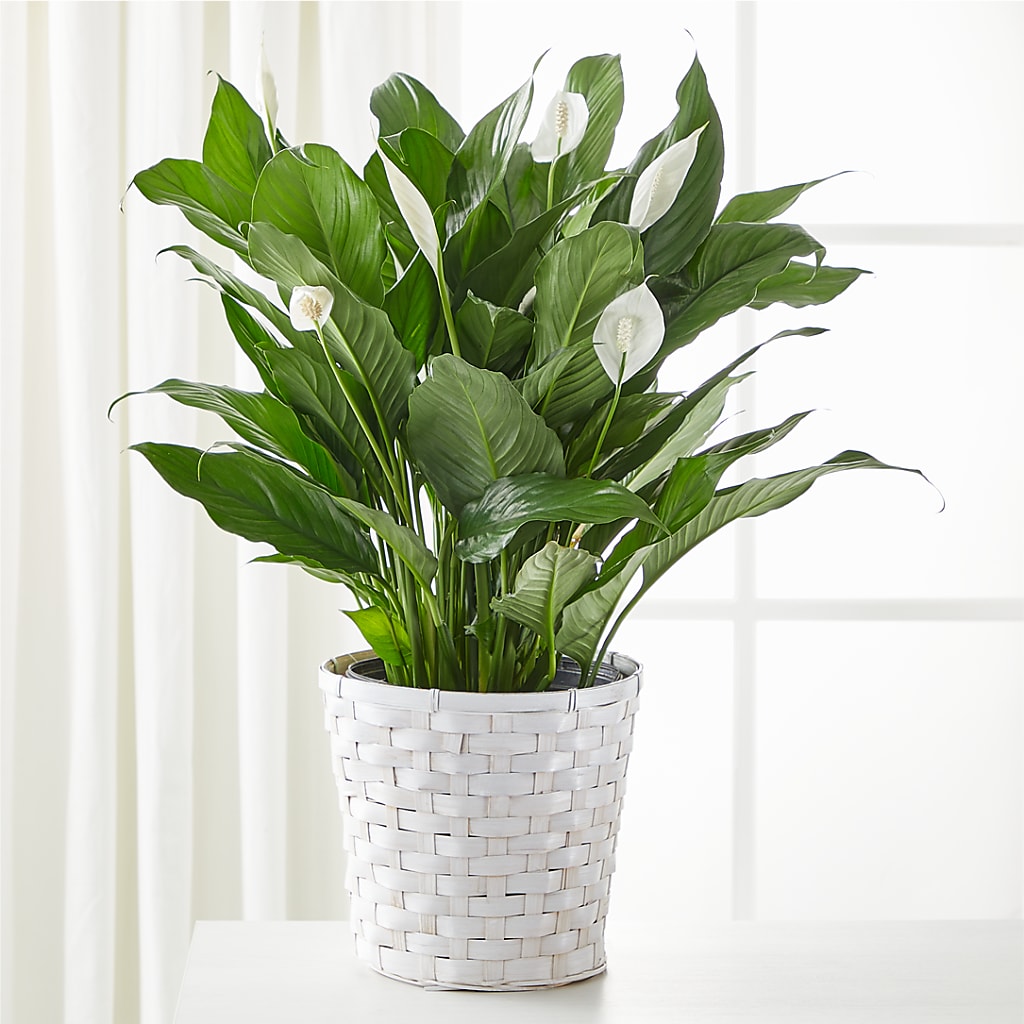 A New Leaf Peace Lily – Garlington Florist, New Bedford MA