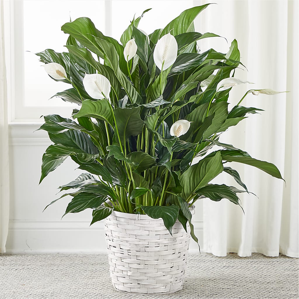A New Leaf Peace Lily – Garlington Florist, New Bedford MA