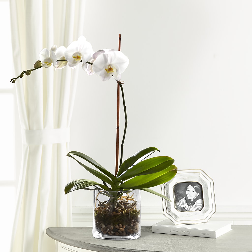 White Orchid Planter – Garlington Florist, New Bedford MA