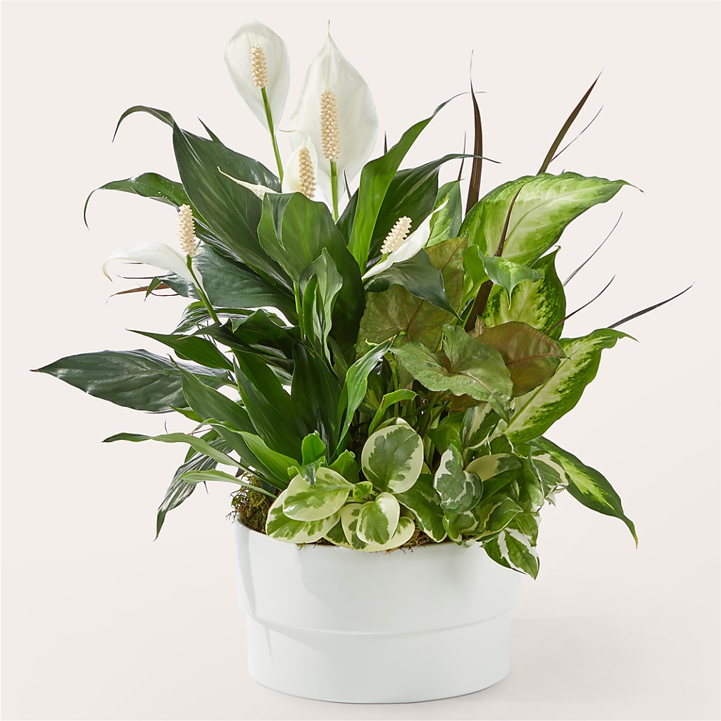 Radiating Positivity Dishgarden – Garlington Florist, New Bedford MA