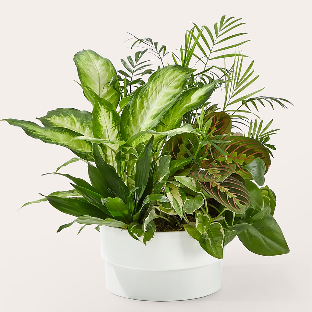 Radiating Positivity Dishgarden – Garlington Florist, New Bedford MA