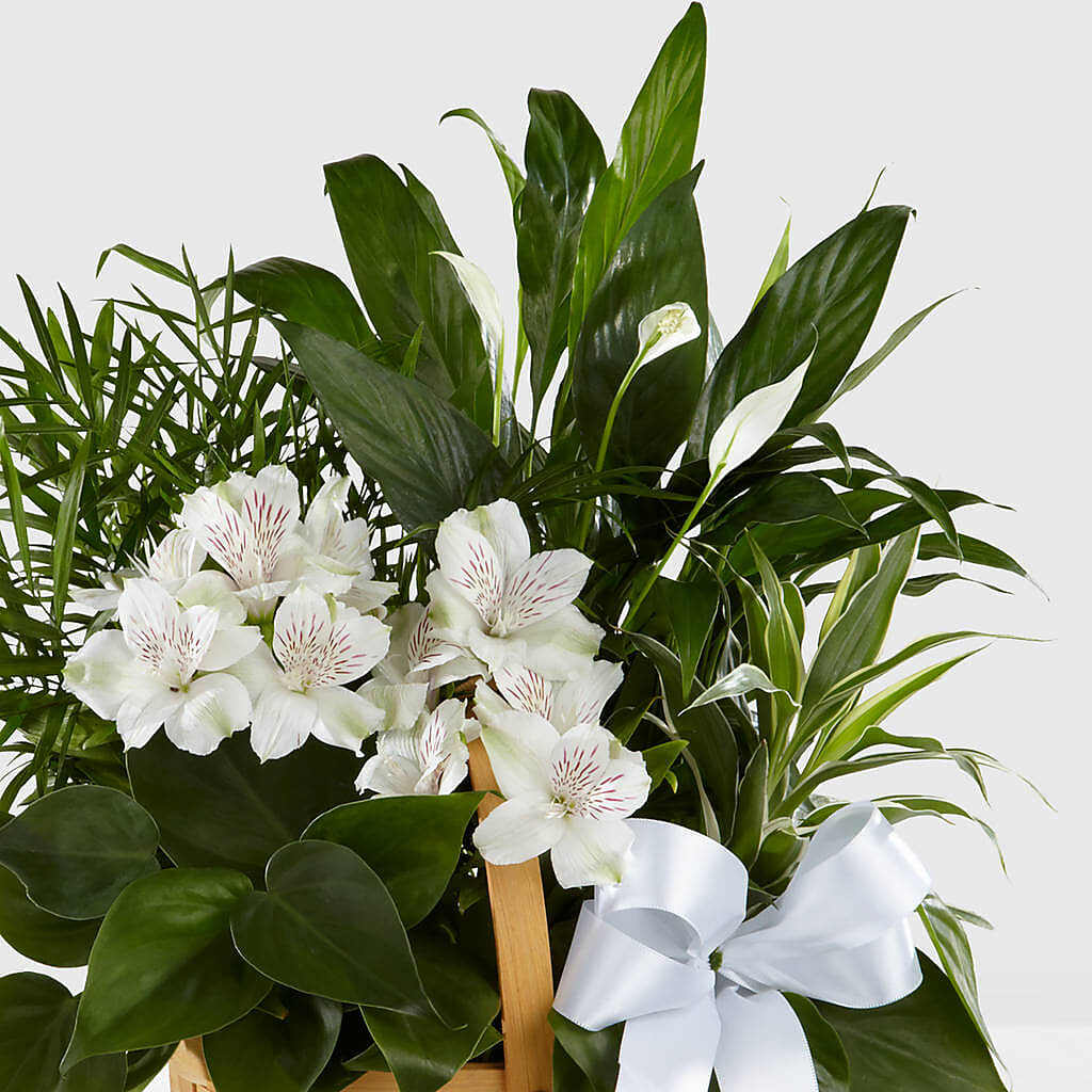 Peace & Serenity Dishgarden –  Garlington Florist, New Bedford MA