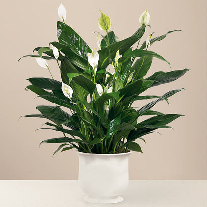Comfort Planter –  Garlington Florist, New Bedford MA