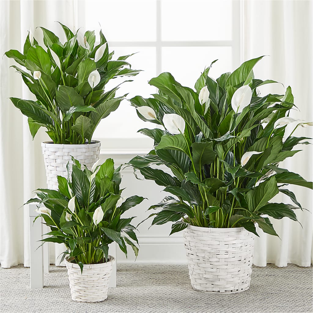 A New Leaf Peace Lily –  Garlington Florist, New Bedford MA