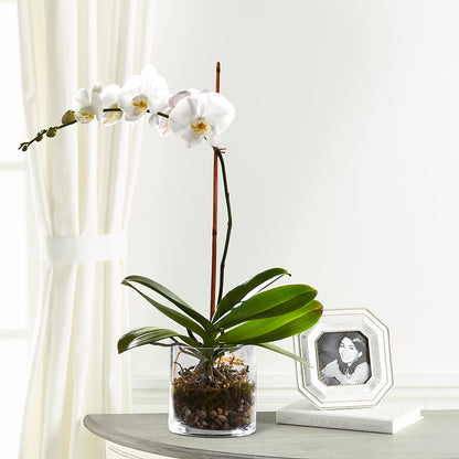 White Orchid Planter –  Garlington Florist, New Bedford MA